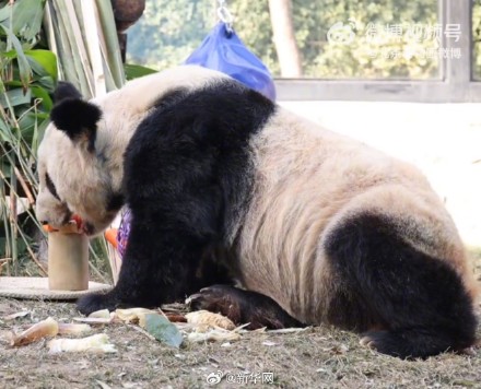 快乐来了！变胖了的丫丫真好看