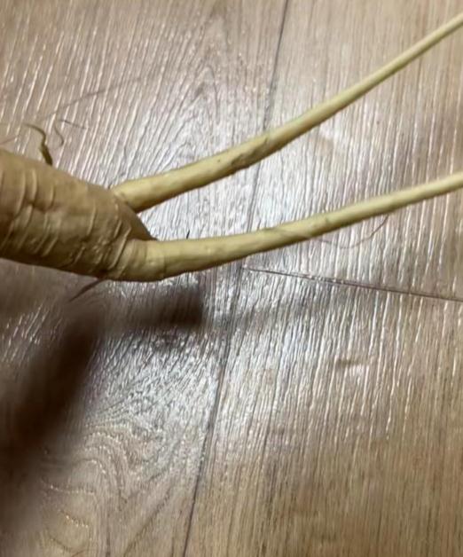 咬一口“人参”,她昏睡17个小时!警惕这些会伪装的毒物 咬一口“人参”,她昏睡17个小时!警惕这些会伪装的毒物