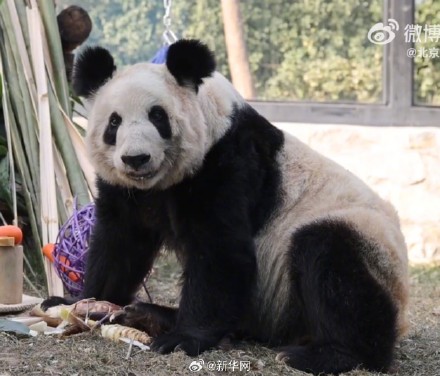 快乐来了！变胖了的丫丫真好看