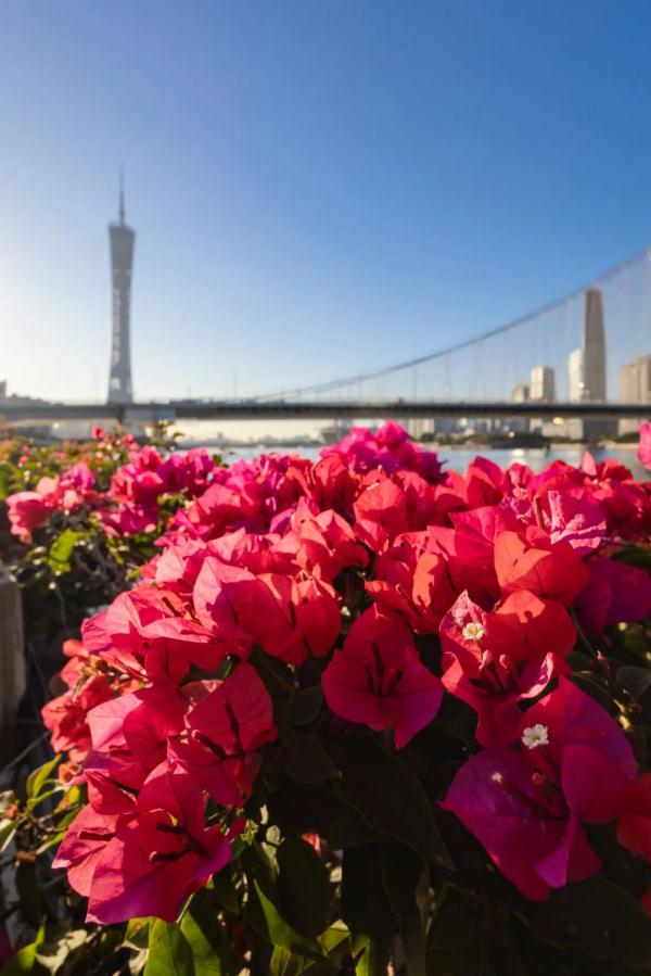 洗晒要抓紧!广州晴天额度紧张,至于会不会下雪…… 洗晒要抓紧!广州晴天额度紧张,至于会不会下雪……