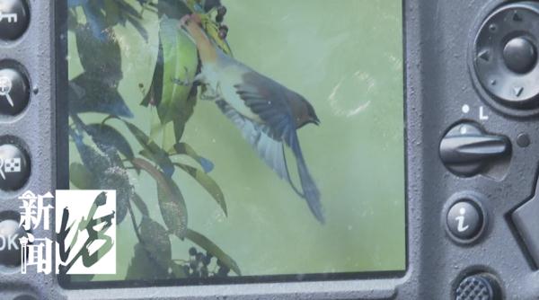 上海近百人在这里"打鸟"？有爷叔兴奋了：目前只有这里！