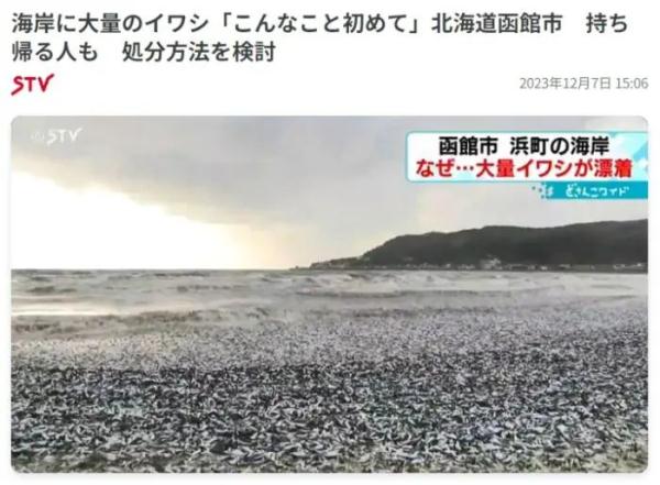 日本北海道函馆市海岸现大量沙丁鱼尸体