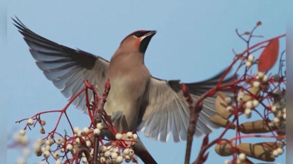 上海近百人在这里"打鸟"？有爷叔兴奋了：目前只有这里！