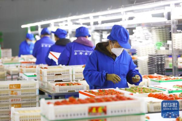 丹东草莓抢鲜上市 丹东草莓抢鲜上市