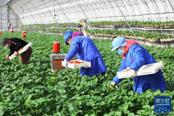 丹东草莓抢鲜上市 丹东草莓抢鲜上市