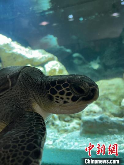 国际最新研究：全球气候变暖或使地中海绿海龟筑巢范围扩大