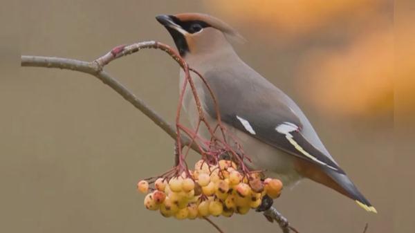 上海近百人在这里"打鸟"？有爷叔兴奋了：目前只有这里！