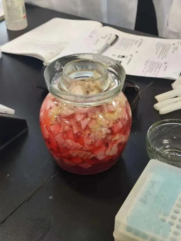 大姐腌酸菜"翻车"长出绿叶？中国农业大学坐不住了！