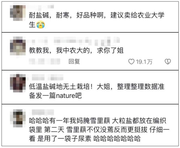 大姐腌酸菜"翻车"长出绿叶？中国农业大学坐不住了！