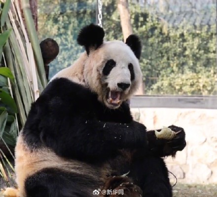 快乐来了！变胖了的丫丫真好看