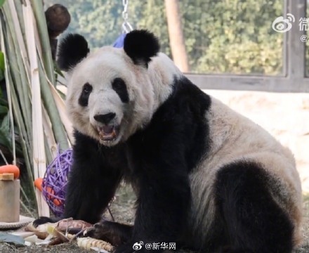 快乐来了！变胖了的丫丫真好看