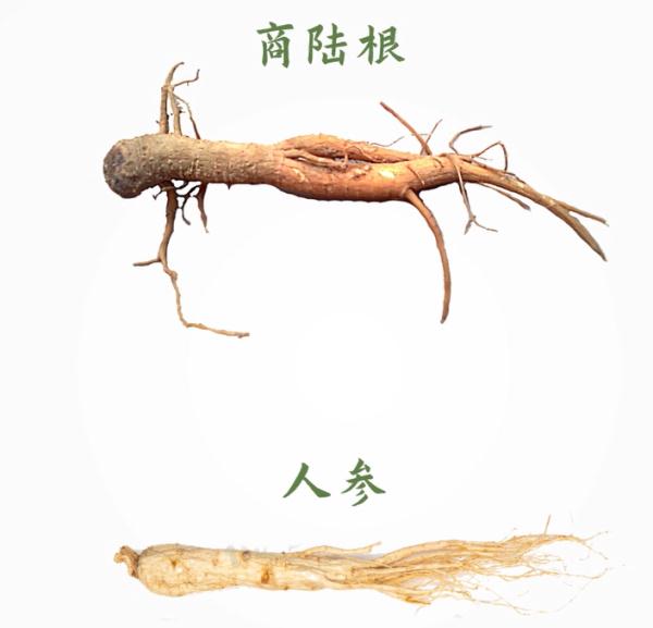 咬一口“人参”,她昏睡17个小时!警惕这些会伪装的毒物 咬一口“人参”,她昏睡17个小时!警惕这些会伪装的毒物