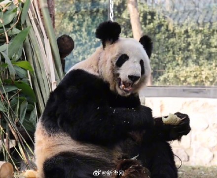 快乐来了！变胖了的丫丫真好看