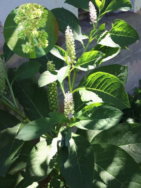 咬一口“人参”,她昏睡17个小时!警惕这些会伪装的毒物 咬一口“人参”,她昏睡17个小时!警惕这些会伪装的毒物