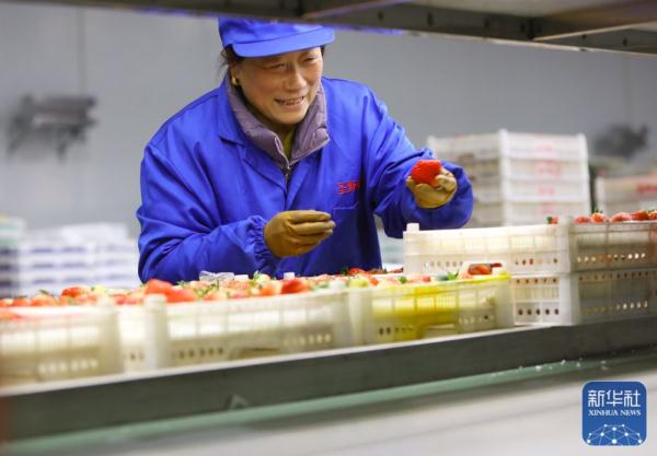 丹东草莓抢鲜上市 丹东草莓抢鲜上市