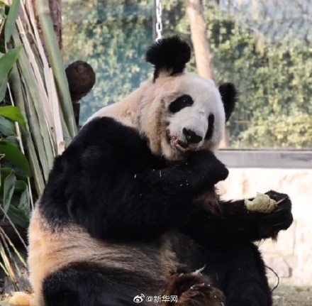 快乐来了！变胖了的丫丫真好看