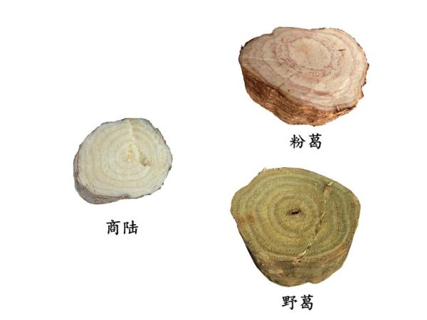 咬一口“人参”,她昏睡17个小时!警惕这些会伪装的毒物 咬一口“人参”,她昏睡17个小时!警惕这些会伪装的毒物