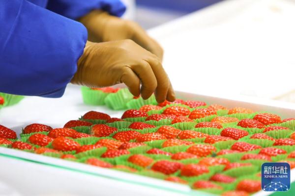 丹东草莓抢鲜上市 丹东草莓抢鲜上市