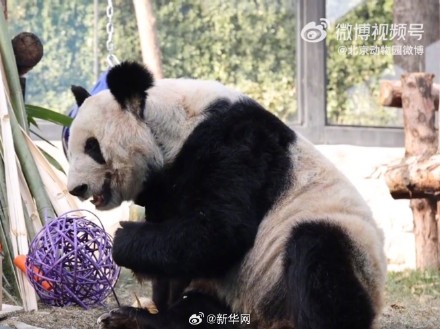 快乐来了！变胖了的丫丫真好看