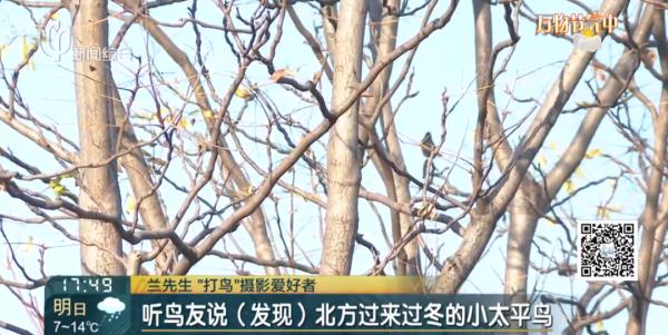 上海近百人在这里"打鸟"？有爷叔兴奋了：目前只有这里！