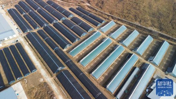 丹东草莓抢鲜上市 丹东草莓抢鲜上市