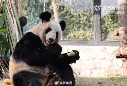 快乐来了！变胖了的丫丫真好看