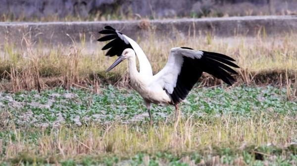 罕见！东方白鹳和黑鹳在云南洱源同框觅食