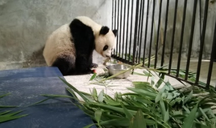 陕西周至被救大熊猫体况趋于稳定,正对症继续治疗 陕西周至被救大熊猫体况趋于稳定,正对症继续治疗