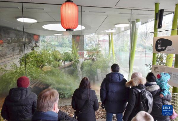 柏林动物园为即将回国的大熊猫双胞胎举办欢送活动