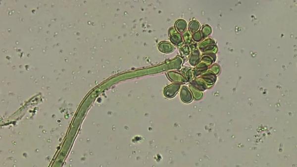 大姐腌酸菜“翻车”？中国农业大学的“秘笈”来了！