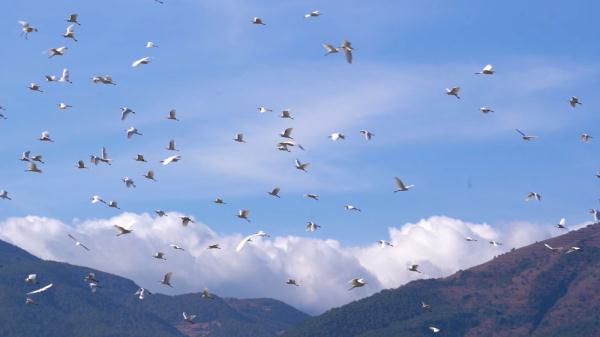 罕见！东方白鹳和黑鹳在云南洱源同框觅食