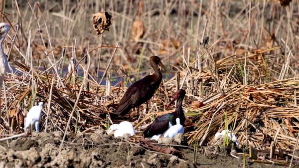 罕见！东方白鹳和黑鹳在云南洱源同框觅食
