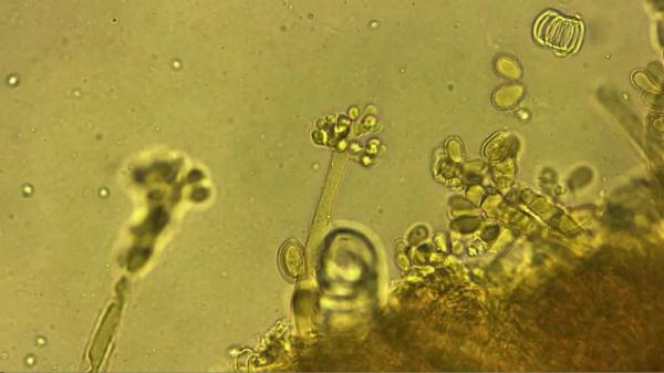 大姐腌酸菜“翻车”？中国农业大学的“秘笈”来了！