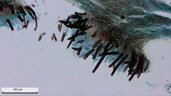 大姐腌酸菜“翻车”？中国农业大学的“秘笈”来了！