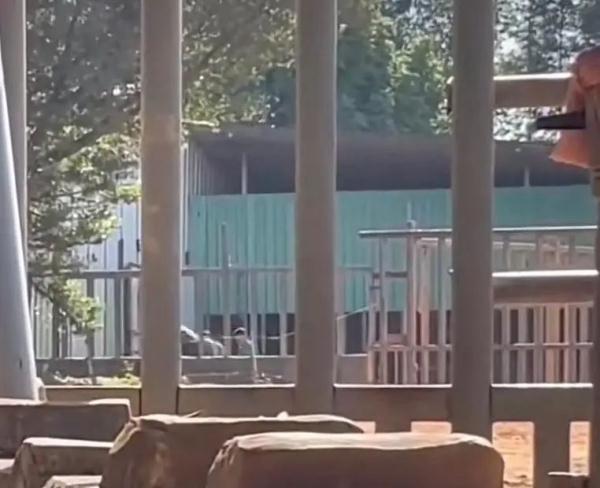 “饲养员多次鞭打小象”,东莞香市动物园回应:行为不当,已批评教育 “饲养员多次鞭打小象”,东莞香市动物园回应:行为不当,已批评教育