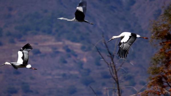 罕见！东方白鹳和黑鹳在云南洱源同框觅食