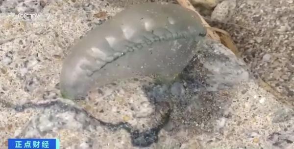 别碰！剧毒！海南这一沙滩出现僧帽水母！