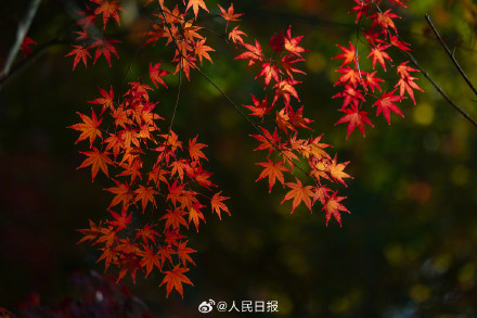 美如画！南京栖霞山枫叶红似火