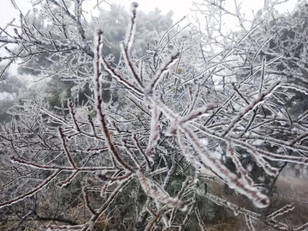 你那里下雪了吗？河南一景区现雨凇奇景， 宛如仙境！