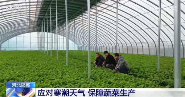 多地采取多种防冻害措施 减少寒潮天气对农业生产影响