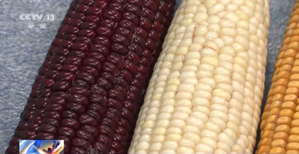 我国发现调控铁元素进入玉米籽粒的关键基因 我国发现调控铁元素进入玉米籽粒的关键基因