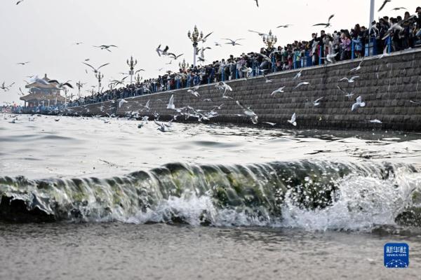 青岛栈桥：海鸥逐浪 舞动冬日