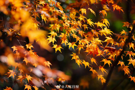 美如画！南京栖霞山枫叶红似火