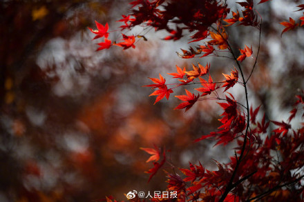 美如画！南京栖霞山枫叶红似火