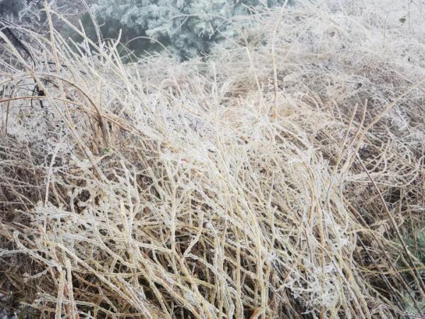 你那里下雪了吗？河南一景区现雨凇奇景， 宛如仙境！