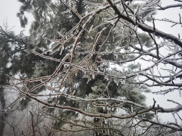 你那里下雪了吗？河南一景区现雨凇奇景， 宛如仙境！