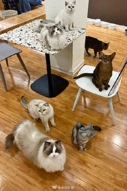 猫咖馆撸猫被抓伤谁担责?猫咖馆撸猫被抓伤经营者担责80% 猫咖馆撸猫被抓伤谁担责?猫咖馆撸猫被抓伤经营者担责80%