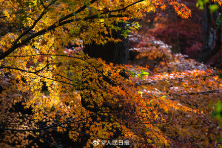 美如画！南京栖霞山枫叶红似火