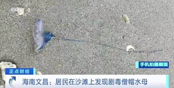别碰！剧毒！海南这一沙滩出现僧帽水母！