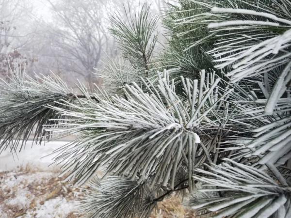 你那里下雪了吗？河南一景区现雨凇奇景， 宛如仙境！